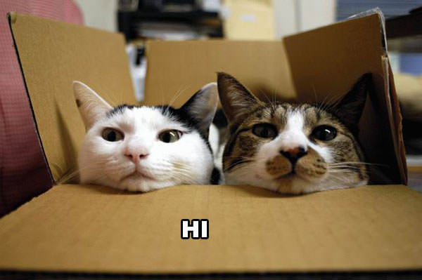 Box Cats