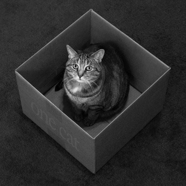 Box o Cat