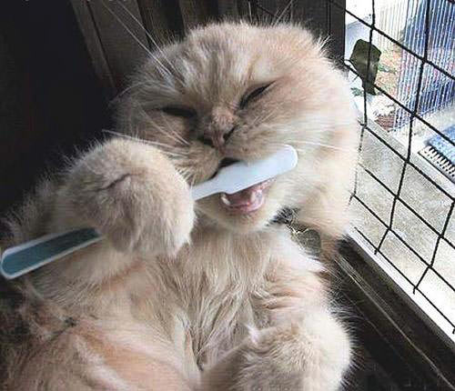 Cat brushing teeth