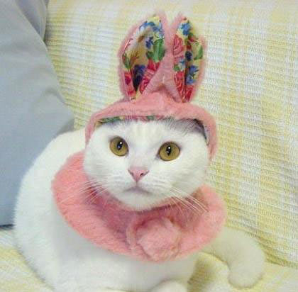 Bunny Cat