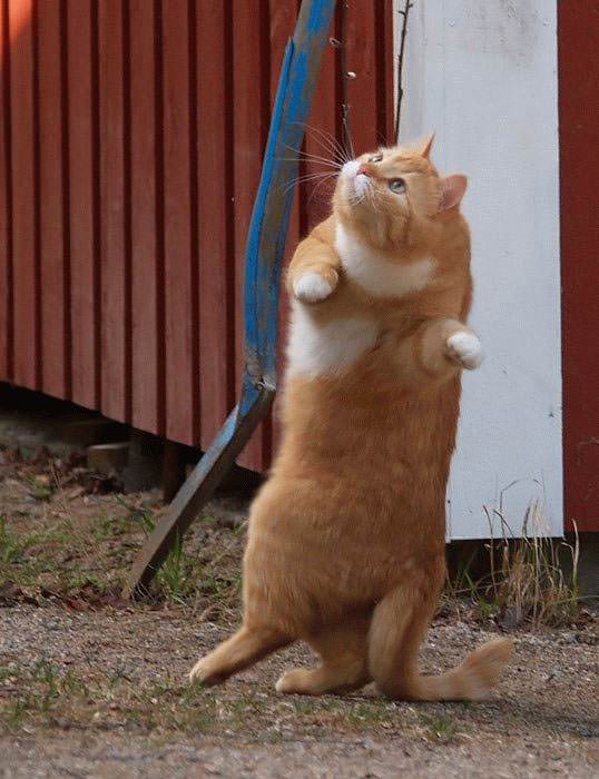 Cat dancing moves