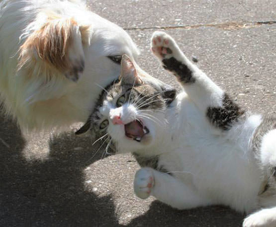 Cat vs Dog Fight