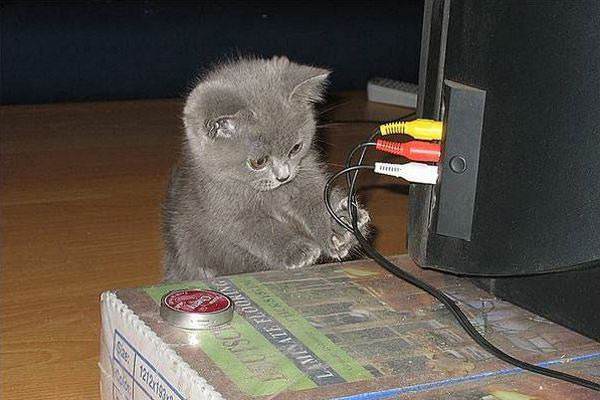 TV Repair Kitten