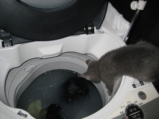 Cat doing laundry