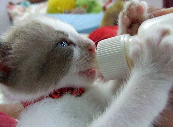 Bottle Drinking Kitten