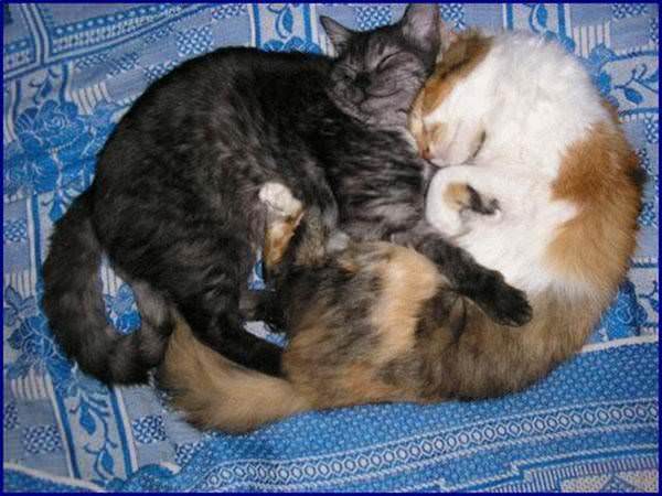 Cat Lovers Napping
