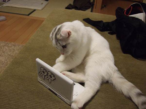 Cat Playing Gameboy