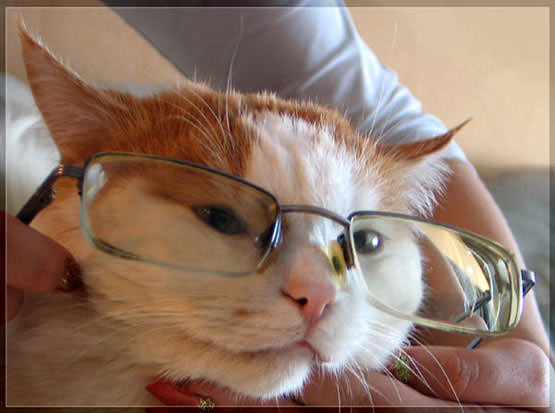 Cat wearing glasses