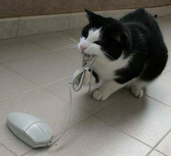 Cat Wrestling Mouse