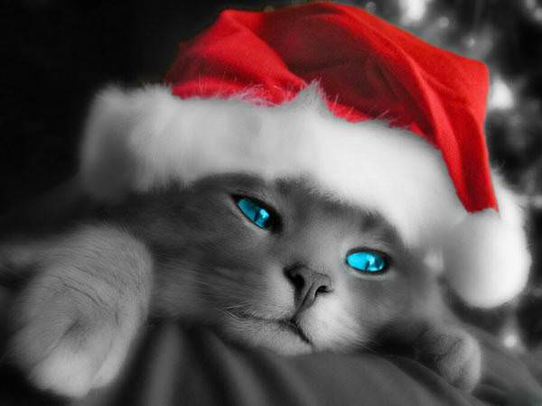 Christmas Cat