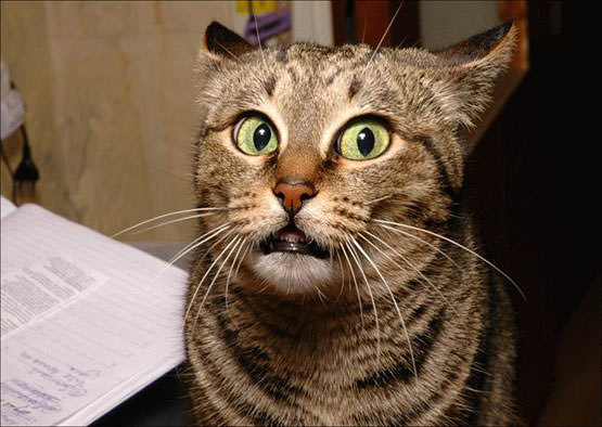 Confused Cat