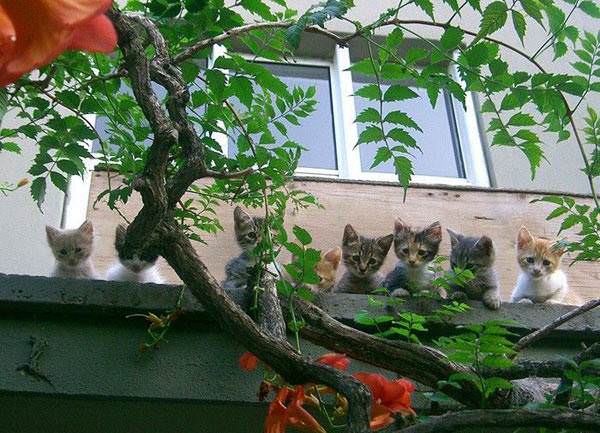 Curious Kittens