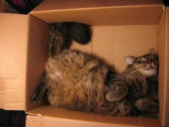 Curled up box cat