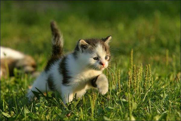 Cute Kitten Walking
