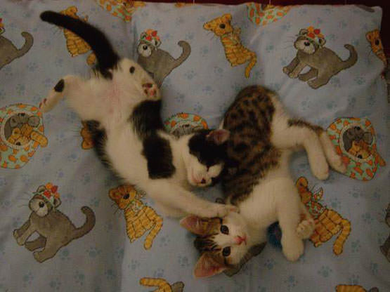 Cute kittens playing