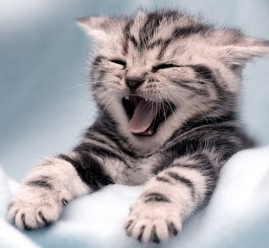 Yawning Kitten