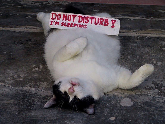 Do not disturb cat