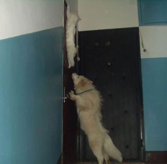 Door Climbing