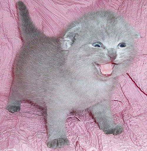 Excited Kitten