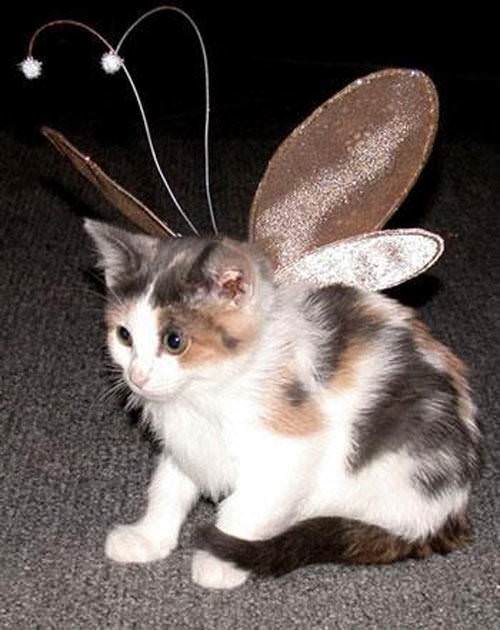 Fairy Kitty