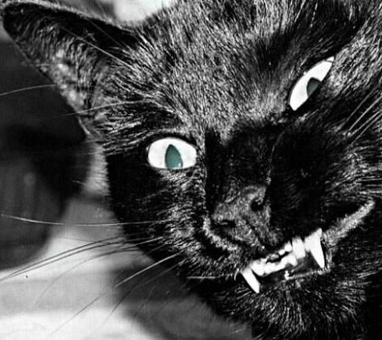 Fangs Cat