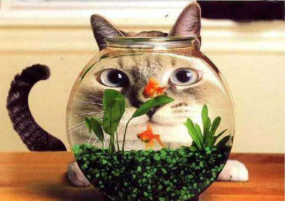 Fish Bowl