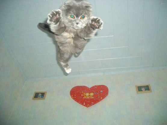 Flying Cat