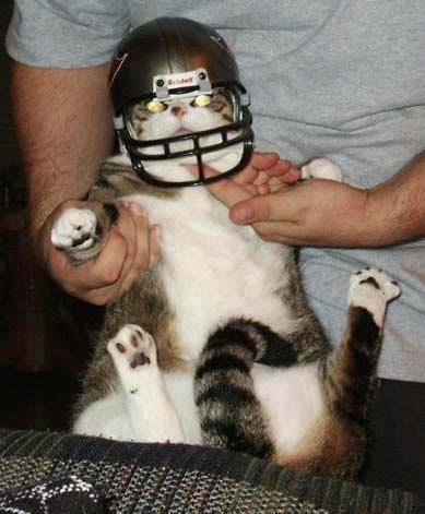 Football helmet Cat