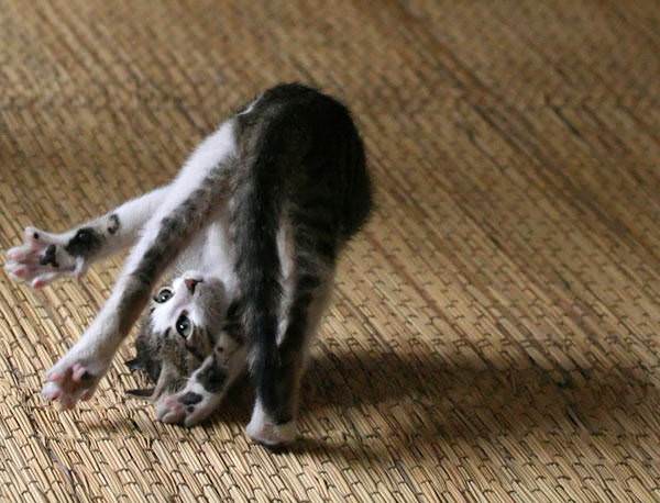 Acrobatic Cat