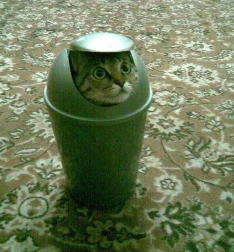 Garbage Can Cat