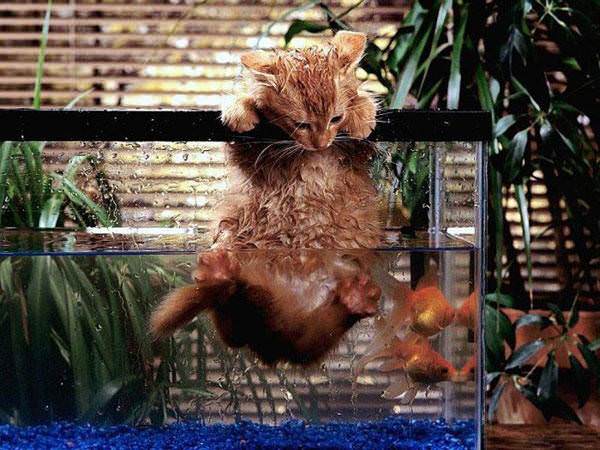 Gold Fishing Cat