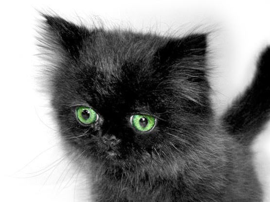 Green eyed cat