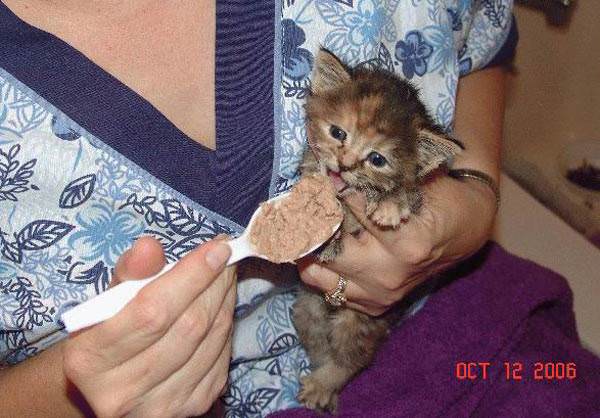 Hand Fed Kitten