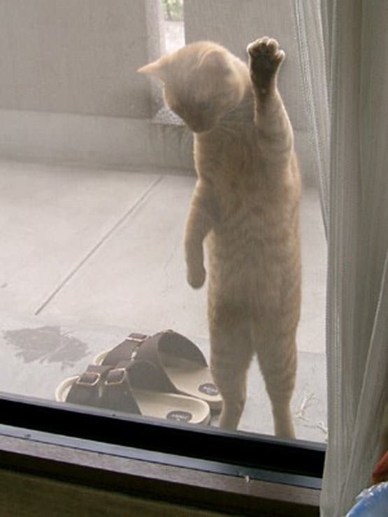 Let me in !!