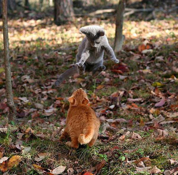 High Jumping Cat