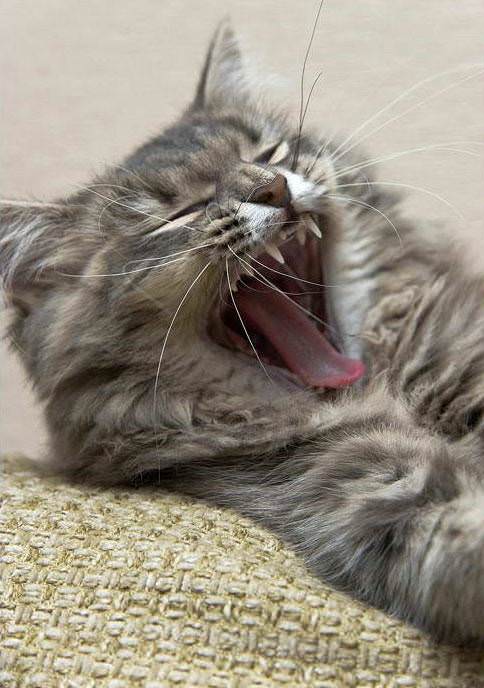 Huge Yawn