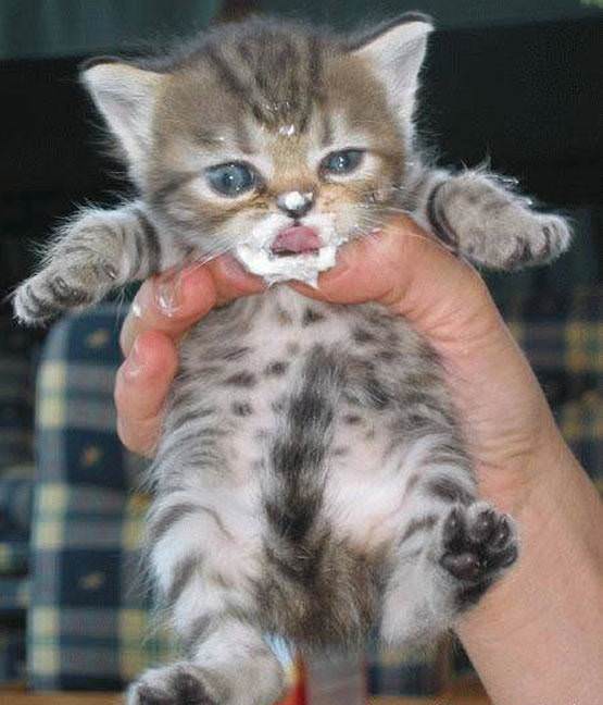 Ice Cream Kitten