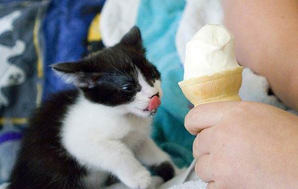 Ice Cream Lover