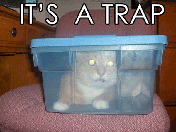 Its a trap Cat