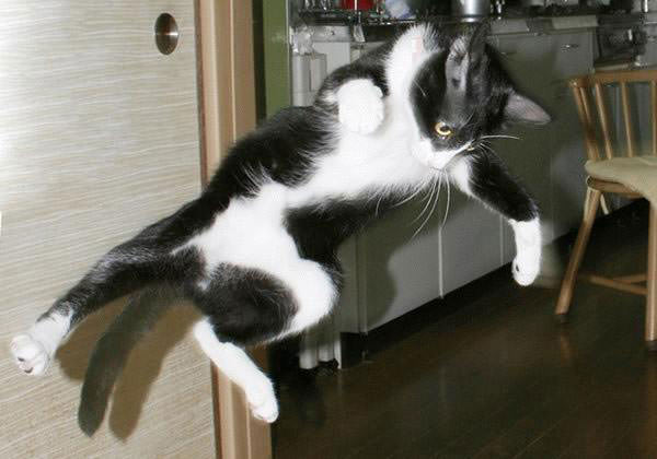 Karate Kid Cat
