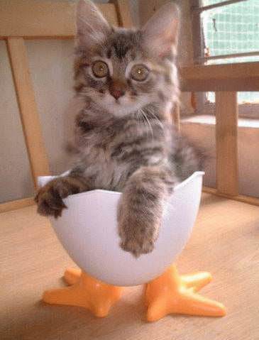 Kitten Ducky