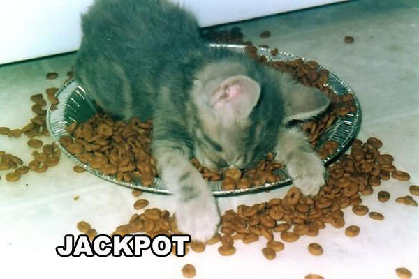 Jackpot Kitten