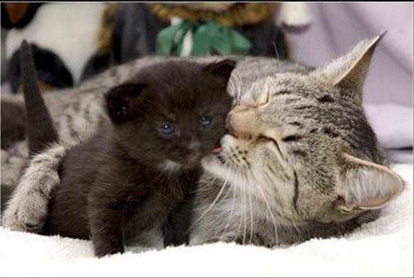 Kitten Licker