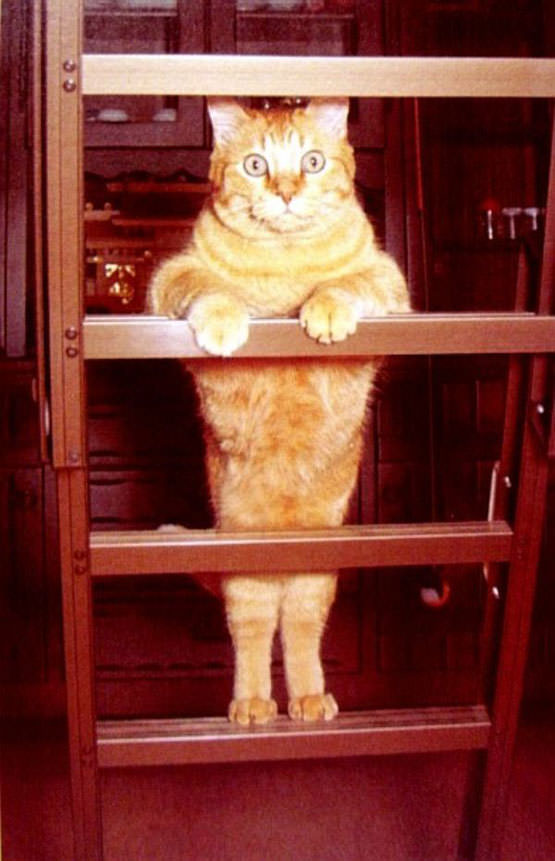 Ladder Cat