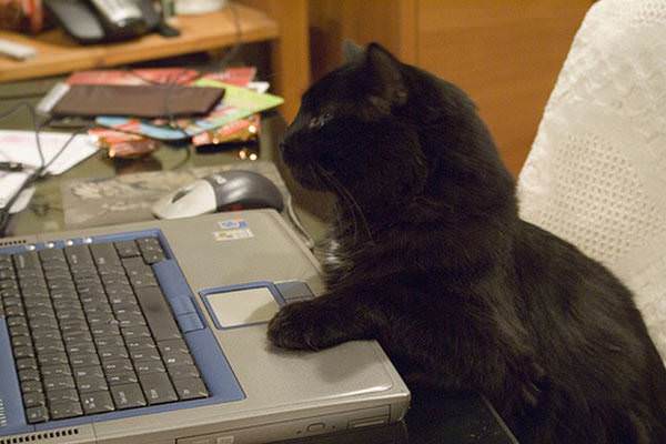 Laptop Cat