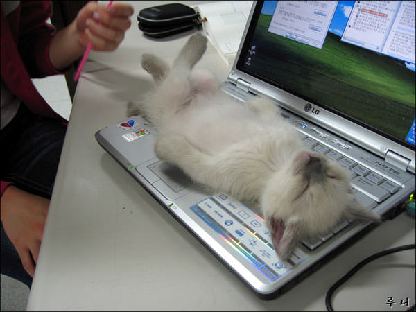 Laptop Kitten