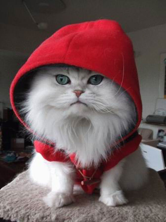 Little Red Riding Cat