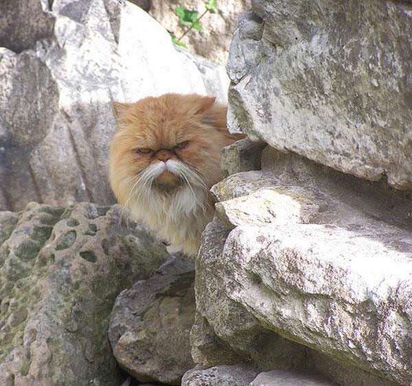 Old Man cat