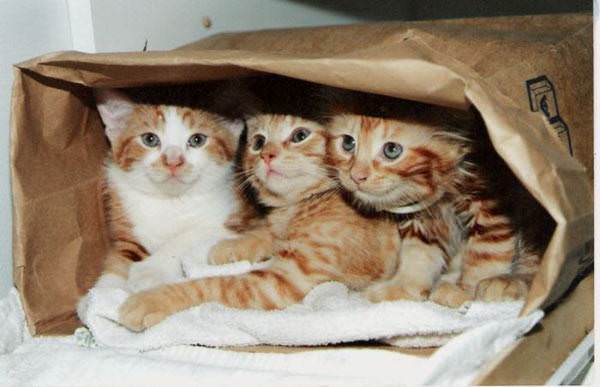 Paper Bag Kittens