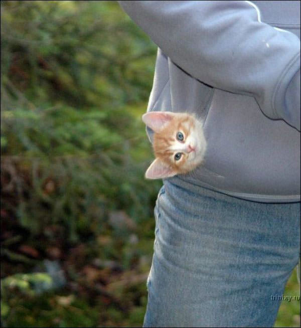 Pocket Kitten